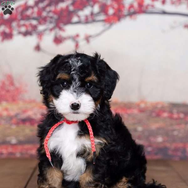 Charlotte, Mini Bernedoodle Puppy